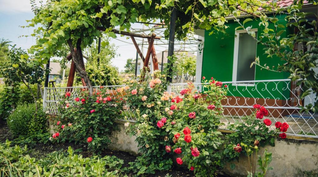un giardino con fiori rossi di fronte a una casa di Căsuţa de lângă Lac a Saharna Nouă