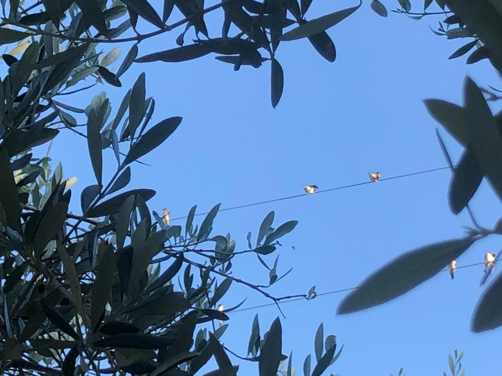 Fotografie z fotogalerie ubytování Il Platano Residenza Rurale v destinaci Agropoli