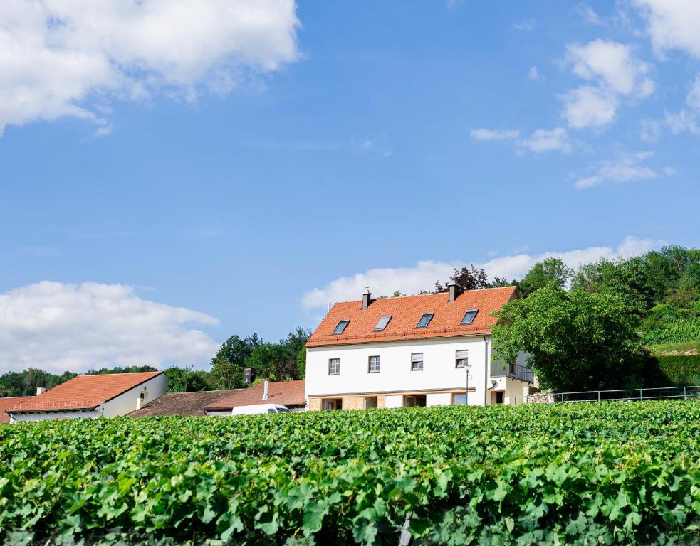 a house on a hill next to a field of vines at Goldberg Appartement in Krems an der Donau
