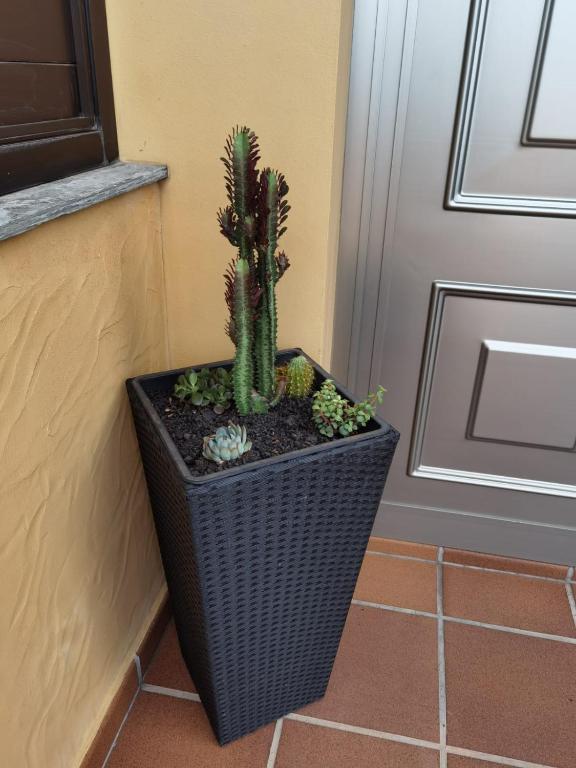 a cactus in a black wicker planter next to a door at Nautilus I: Casa con terraza y vistas al mar in La Caleta