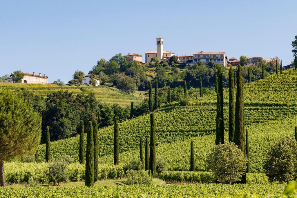 a vineyard with cypress trees on a hill at Alla Torre Antica in Ruttàrs