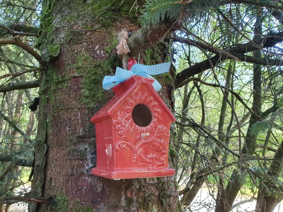 Forest Lodge Log Cabin - Ireland