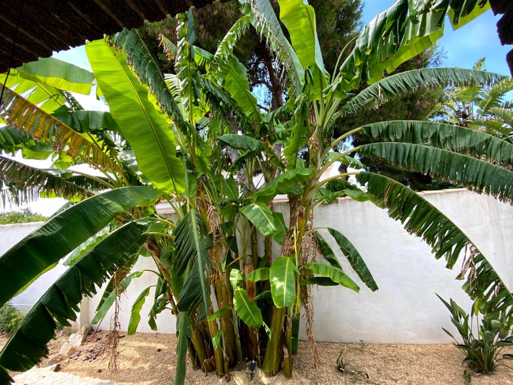 Beach Apartment, Playa Muchavista 900m, Chalet tranquilo ...