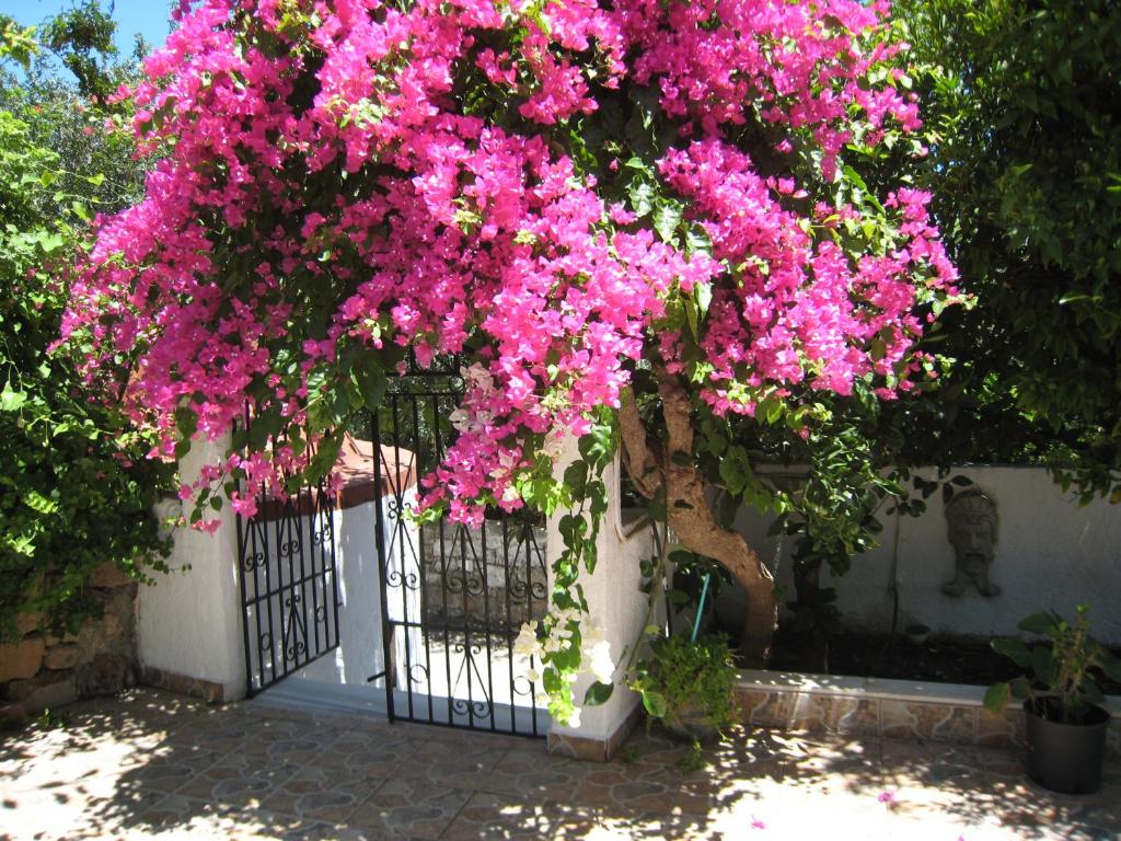 Une bande de fleurs roses suspendues au-dessus d'une clôture dans l'établissement Eleftheria Lindian Studios II, à Lindos