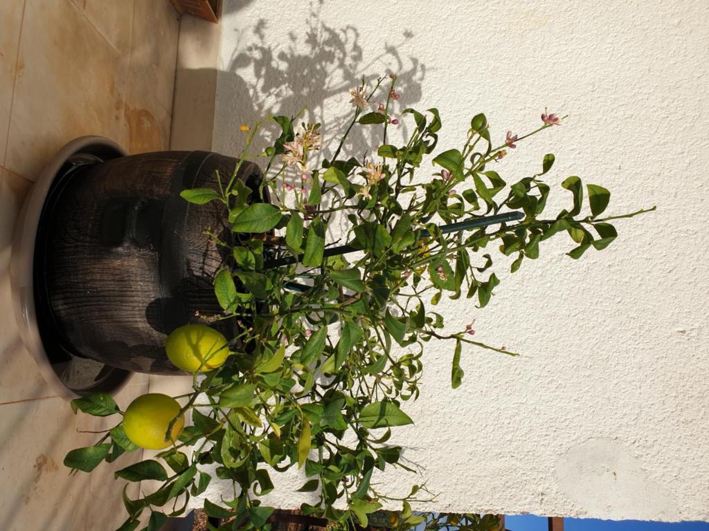 Domácí mazlíčci ubytovaní s hosty v ubytování LEMON TREE