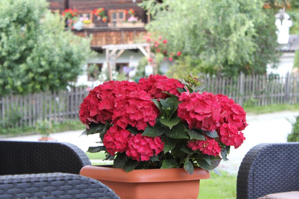 Zahrada ubytování Apartment Panorama
