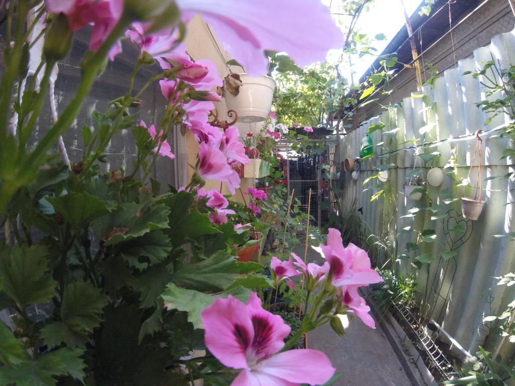 Zahrada ubytování Casa MILLY Constanta