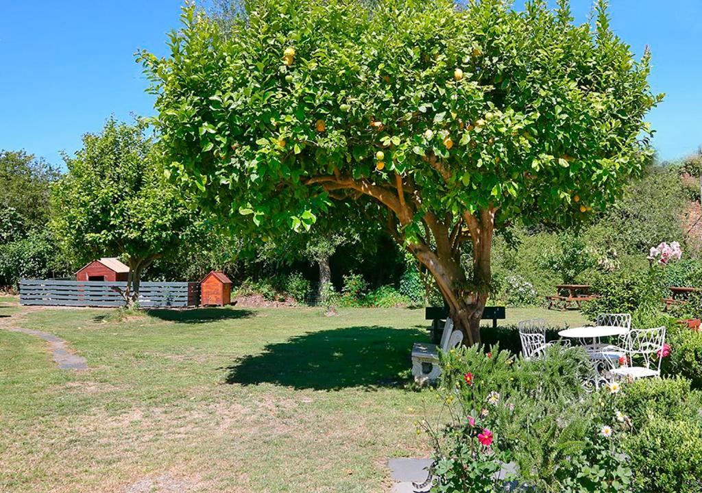 a tree with oranges on it in a yard at Pensión Casa Elena in Reinante