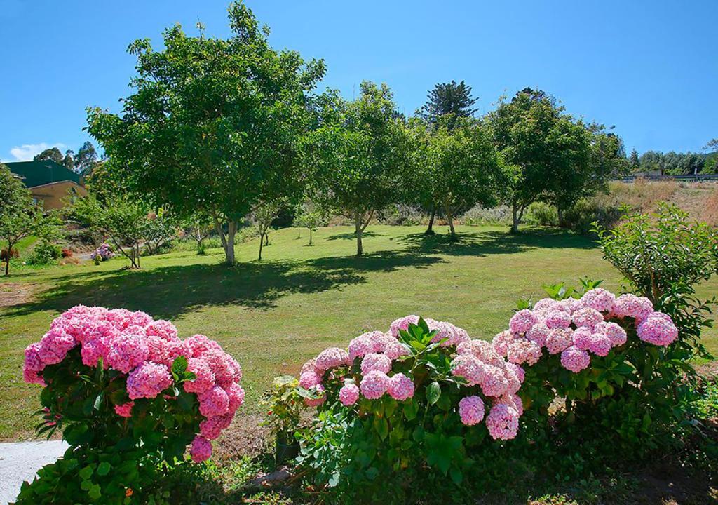 a bunch of pink flowers in a garden at Pensión Casa Elena in Reinante