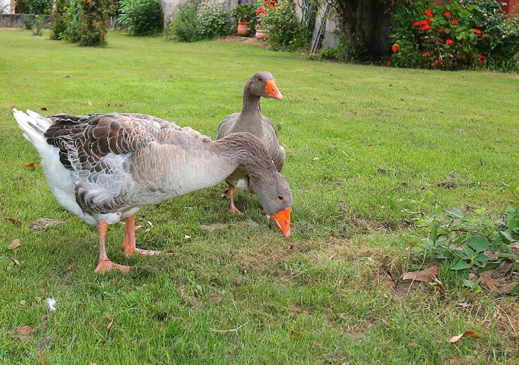 two ducks standing in the grass in a yard at Pensión Casa Elena in Reinante