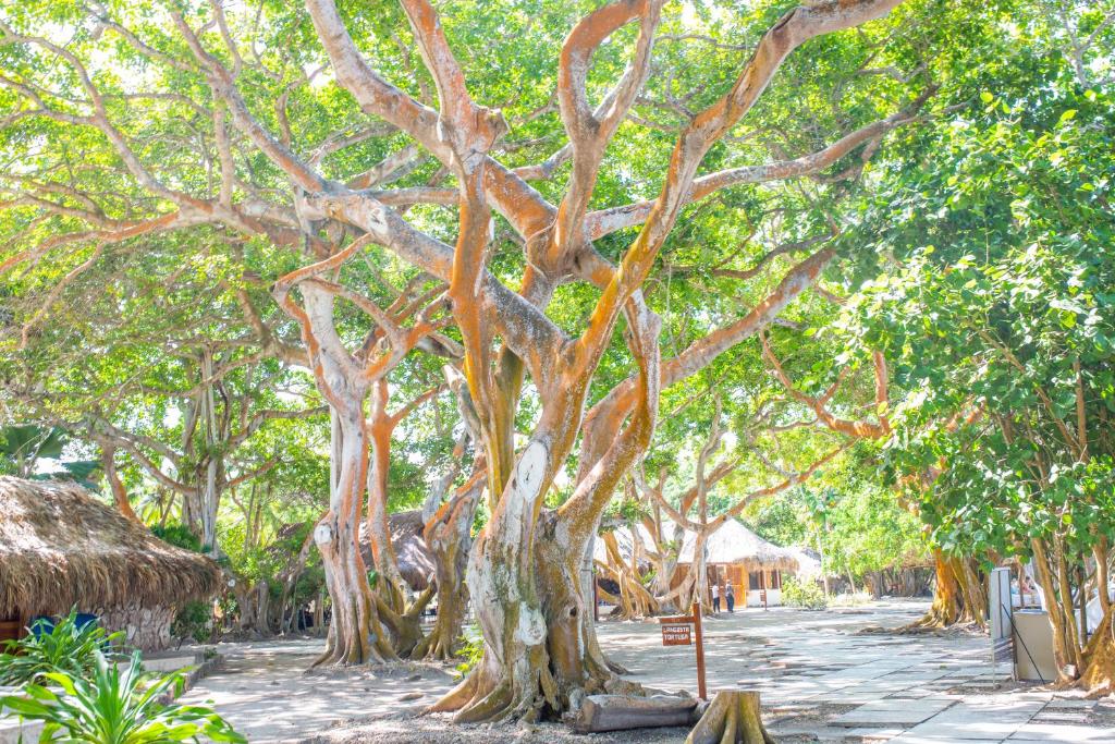 Mejores Hoteles en Isla Grande | Islas del Rosario 263005647