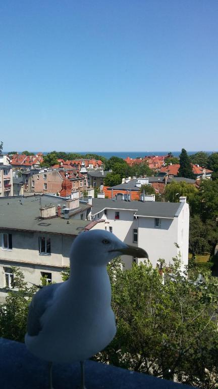 a white bird sitting on top of a building at Sopot apartament z widokiem na Morze in Sopot
