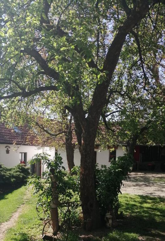 Zahrada ubytování Keramický a výtvarný ateliér Konešín