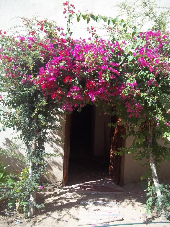a bunch of pink flowers hanging from a doorway at Nour El Gourna in Luxor