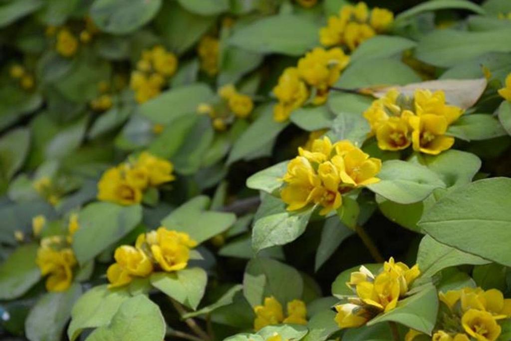  LOCAR-IN GRAMADO Residencial Maranello