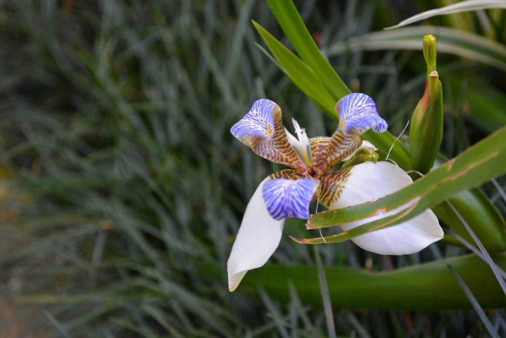  LOCAR-IN GRAMADO Residencial Maranello