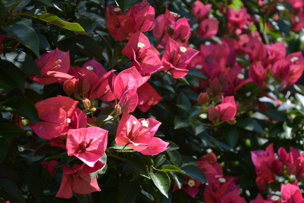  LOCAR-IN GRAMADO Residencial Maranello