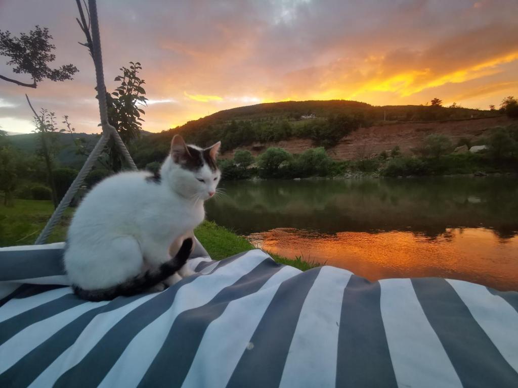 a cat sitting on a boat in front of a lake at Vikendica pored Drine Foča in Handići
