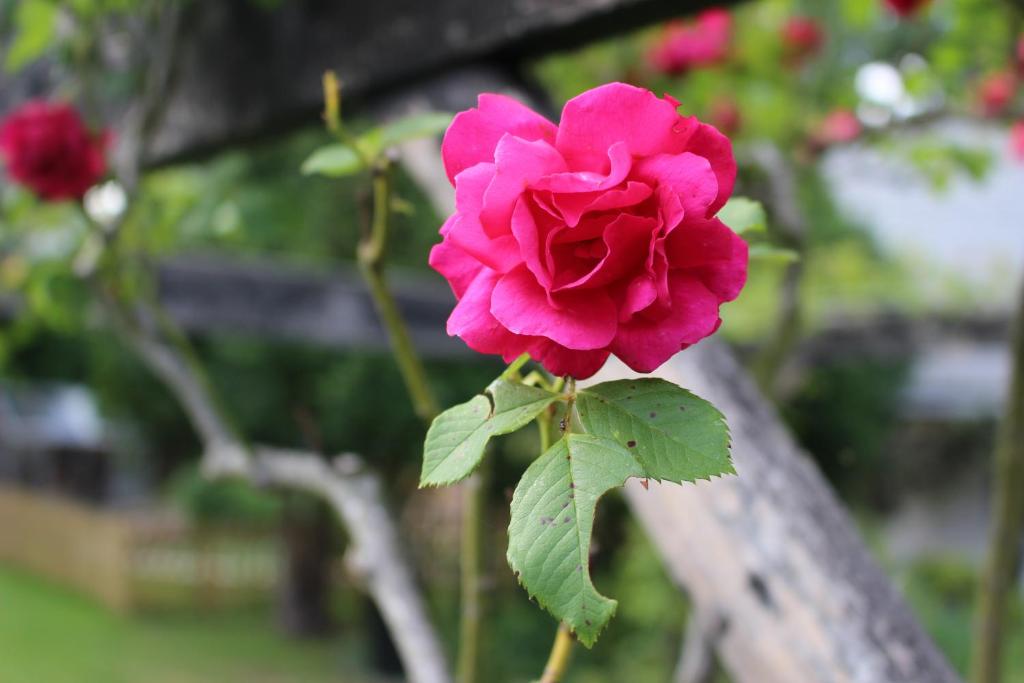 The Lord Byron Inn - Resim 36