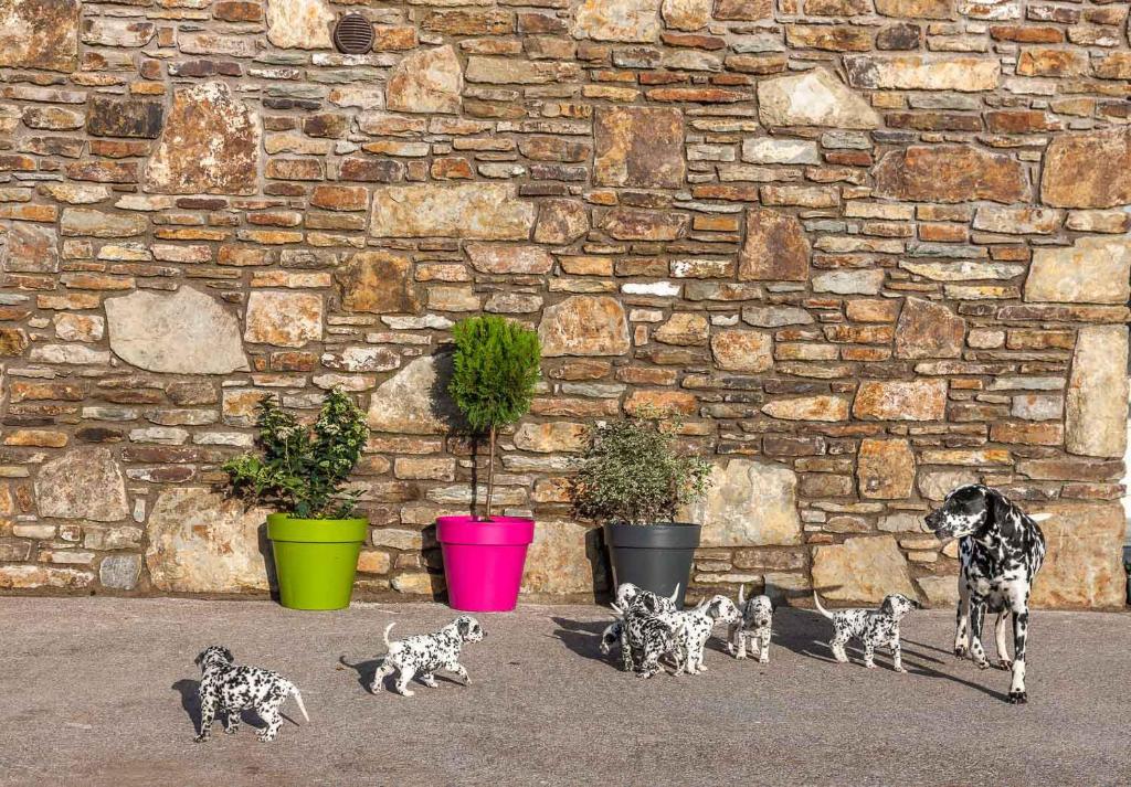 a dog chasing a group of kittens in front of a stone wall at Curragh House Lodges in Kinsale
