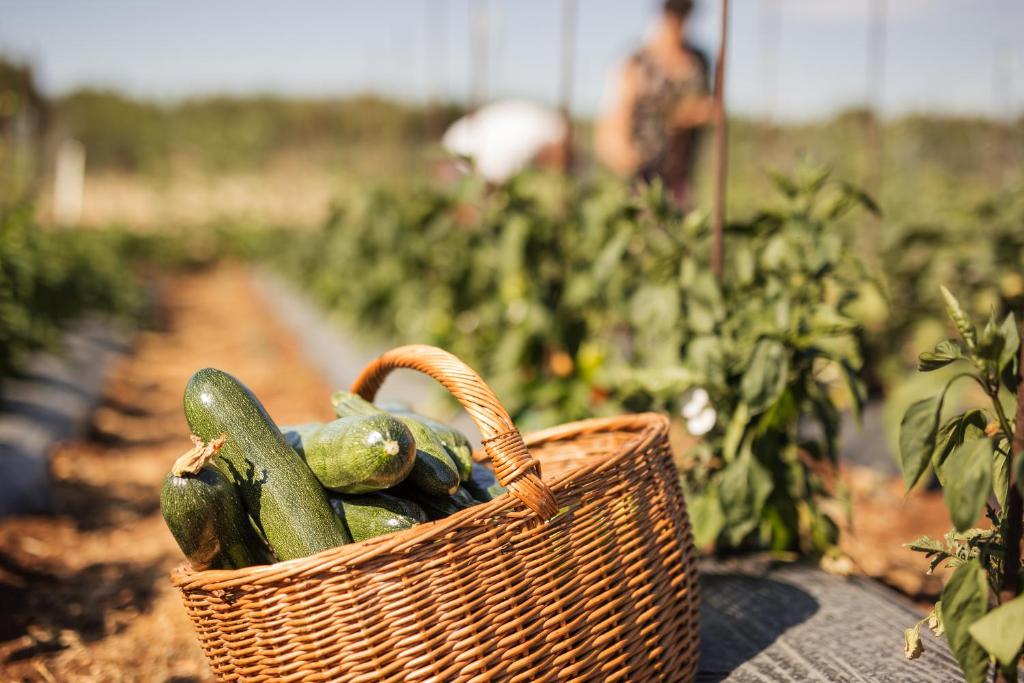 Vonkajšia záhrada v ubytovaní Bed&Breakfast Agroturizam Antunović