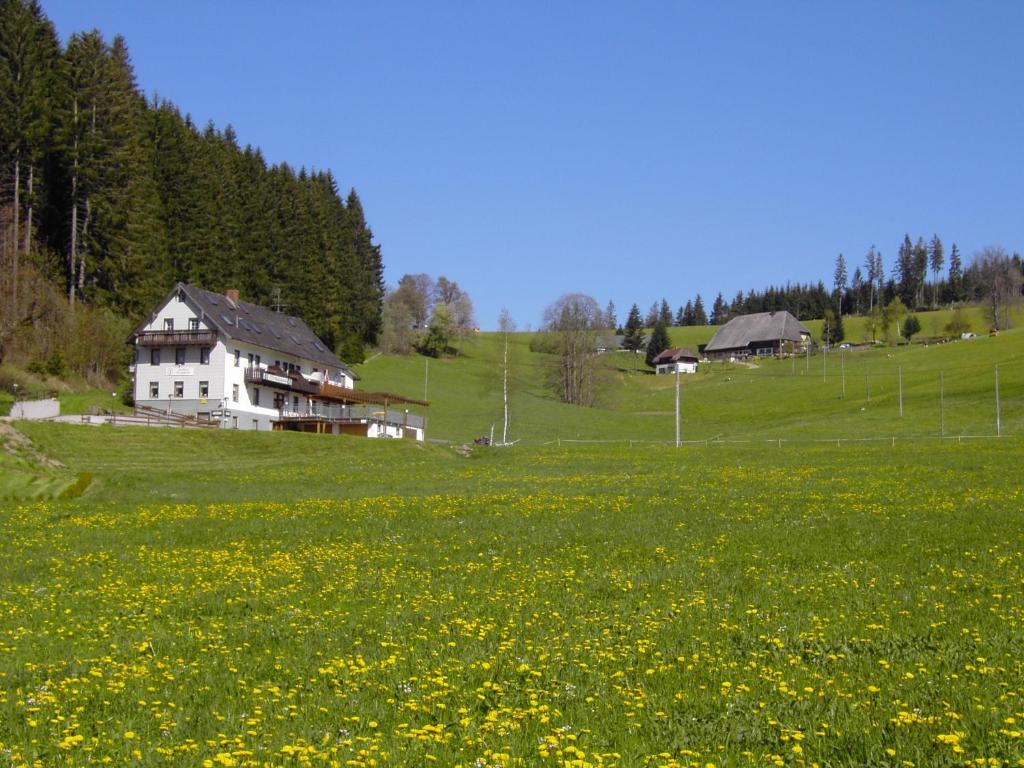 pole żółtych kwiatów przed domem w obiekcie Gasthaus Pension Donishäusle w mieście Titisee-Neustadt