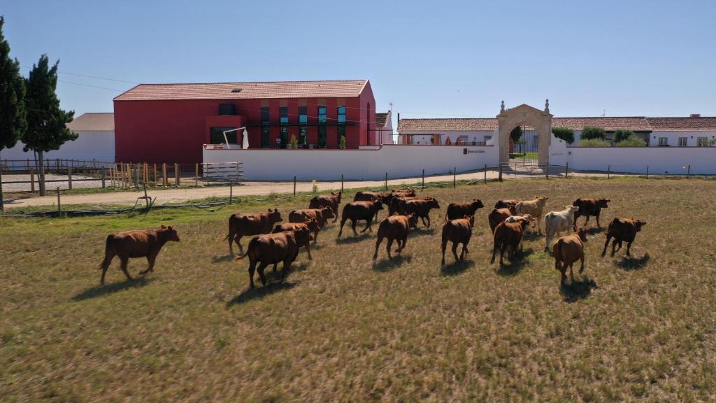 Animais no alojamento de turismo rural ou nos arredores