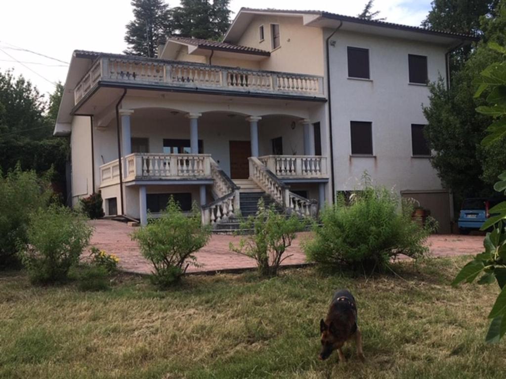a dog standing in the grass in front of a house at Villa di Nonno Remo in Rapino