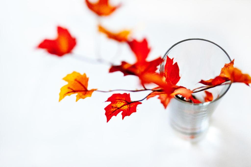 Hotel Erika - Resim 43