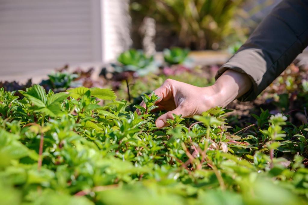 a person reaching for a plant in a garden at Novotel Porto Gaia in Vila Nova de Gaia