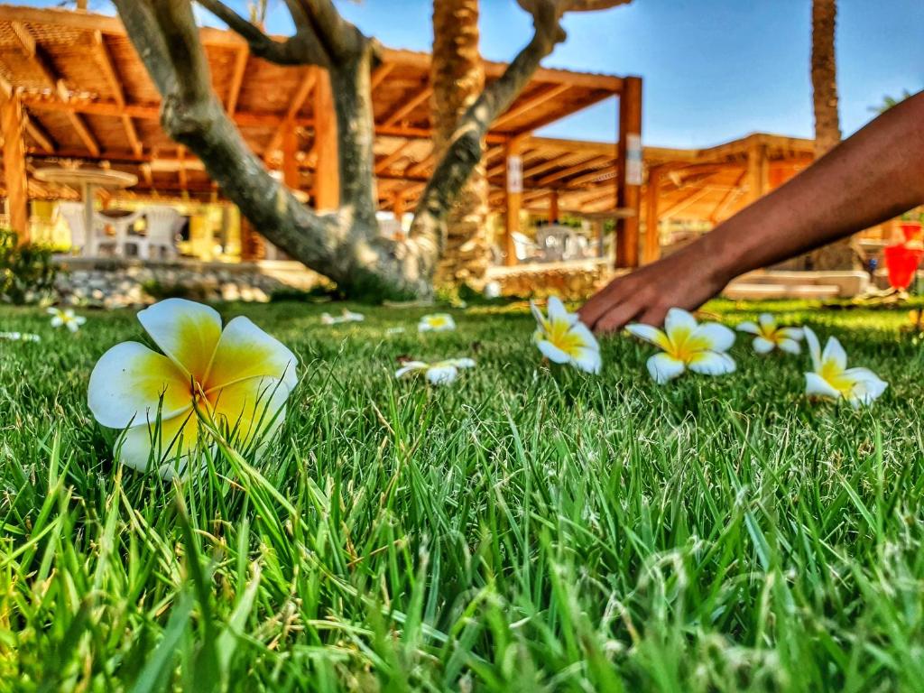Zahrada ubytování Palm Beach Resort Families and Couples only