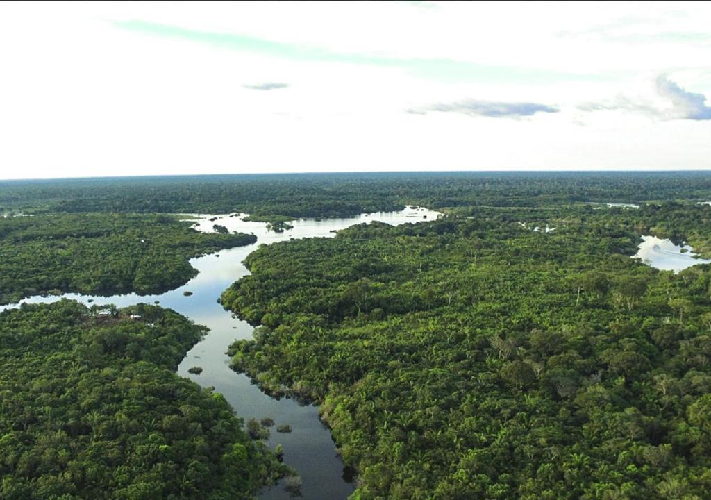  Amazon Mutuca