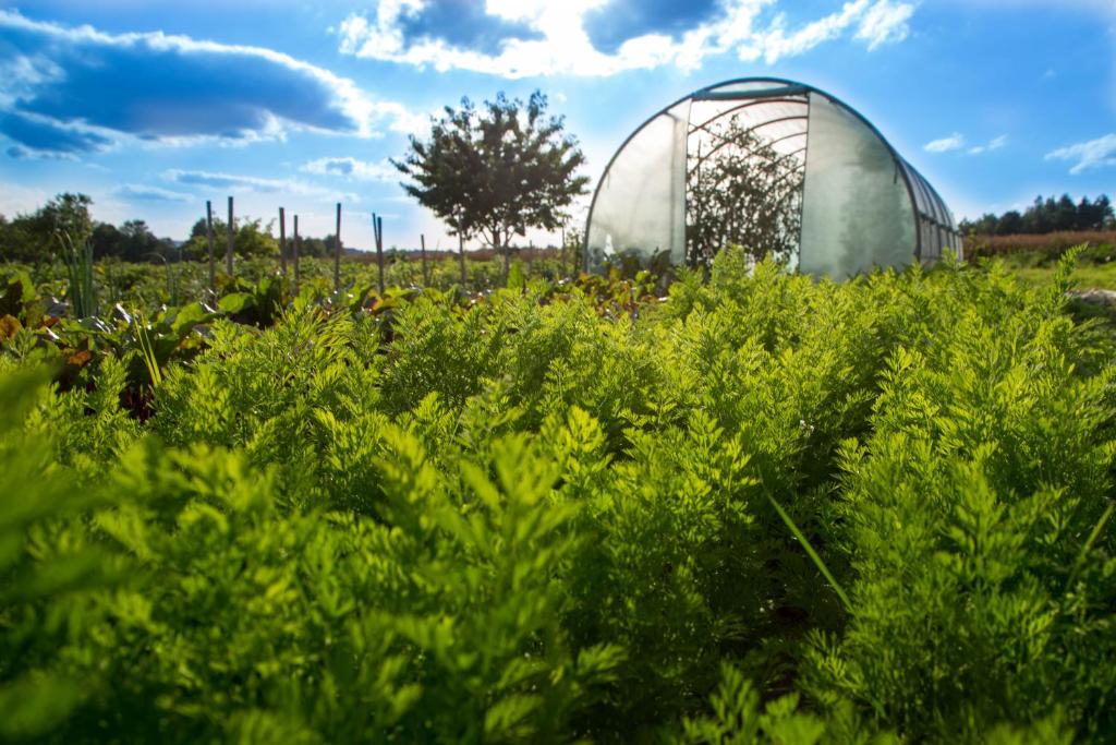 Vonkajšia záhrada v ubytovaní Agroturystyka Sikorki