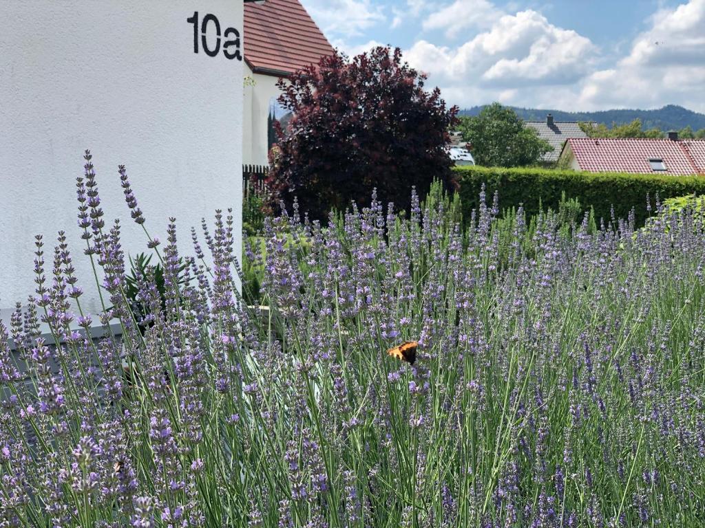 Fotografie z fotogalerie ubytování Das Haus am Berg v destinaci Rathmannsdorf