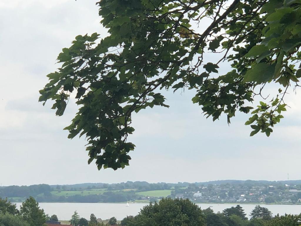 uma vista da água a partir de uma árvore em Ferienwohnung Möwe 14 em Schleswig