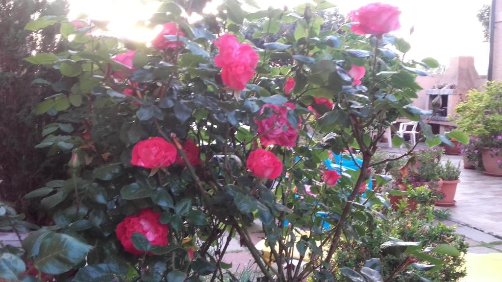 um arbusto de rosas rosas num jardim em Corte Mannoni em Porto Pozzo