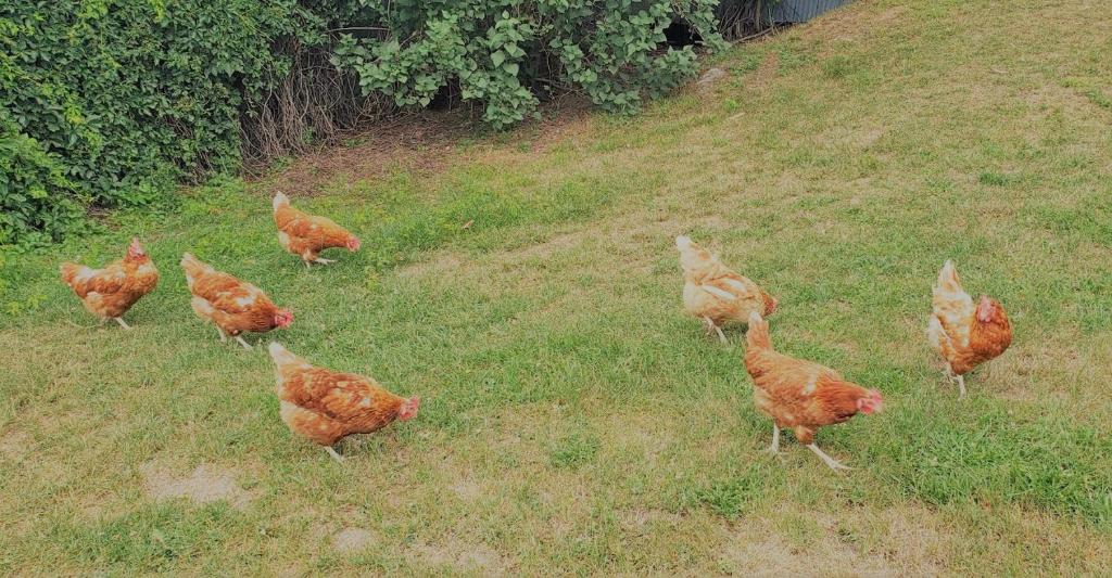 Zvířata v penzionu – hostince nebo okolí