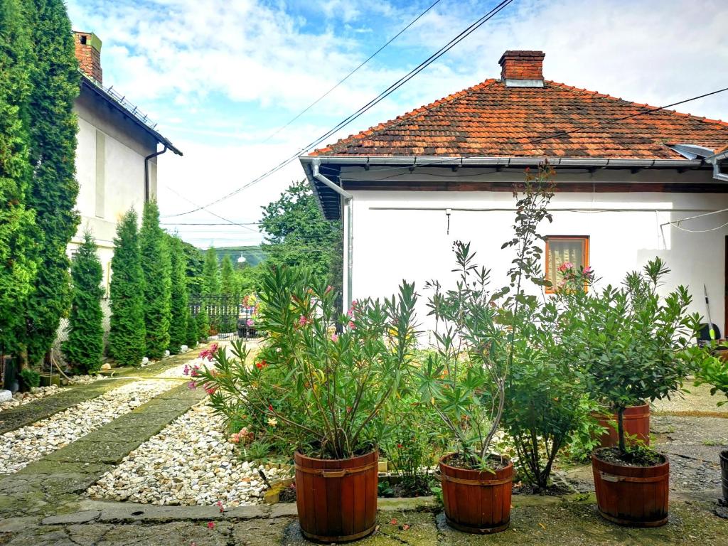 a house with potted plants in front of it at Casa Petrescu in Curtea de Argeş