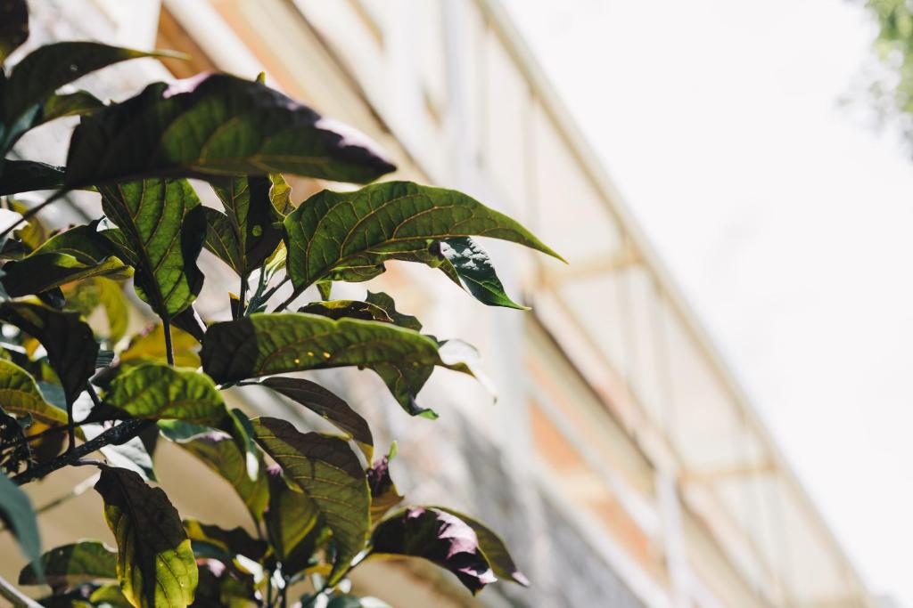 a tree with green leaves in front of a building at Monet Garden Coffee Farm in Chinan