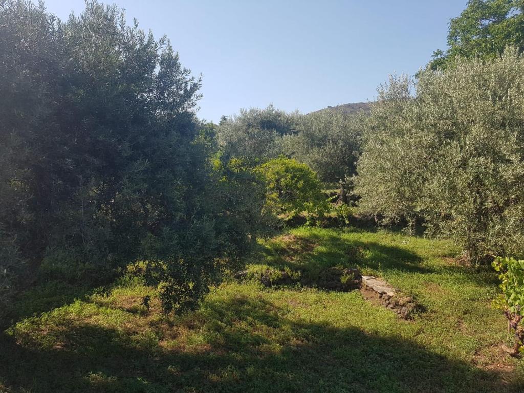 een grasveld met bomen en struiken bij Barondi Holiday House in Piedimonte Etneo
