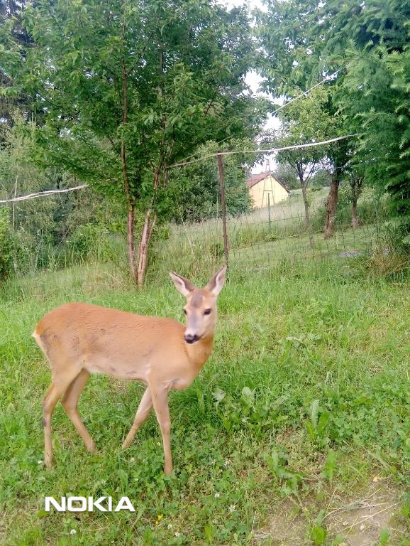 Apartament z ogrodem - Appartamento Con Due Camere Da Letto