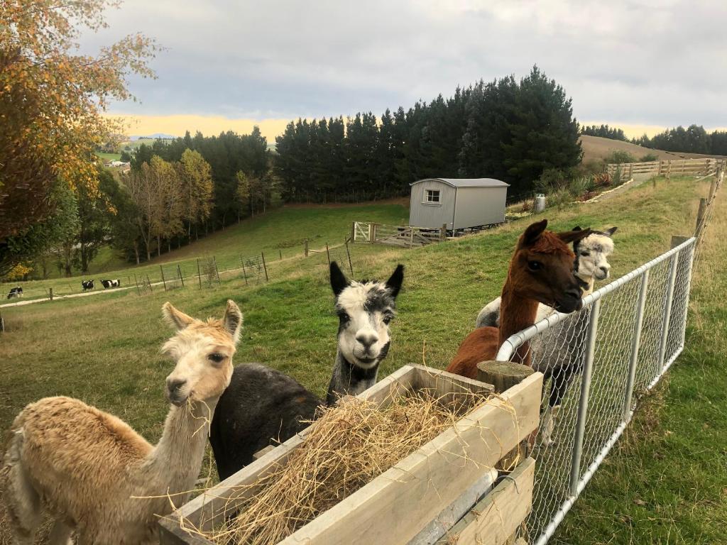 a group of donkeys leaning over a fence eating hay at The Shepherd's Rest in Oamaru