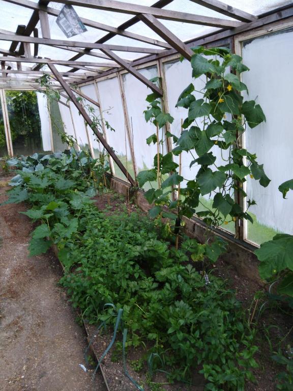 Pension Lukas - Resim 34