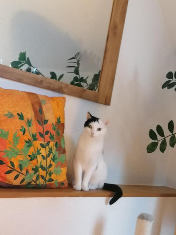 Ospiti di Cap Bonheur con animali domestici