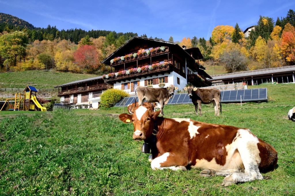 two cows laying in a field in front of a building at Wegscheiderhof in Bressanone