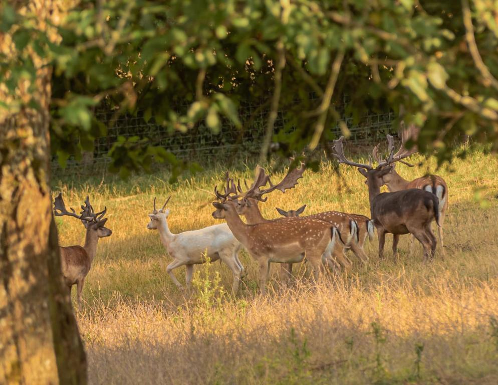 a group of deer standing in a field at Sonnenhof in Weilmünster