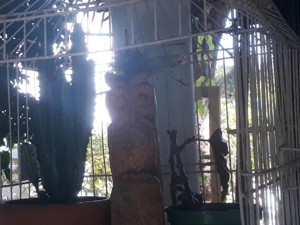  Jungle House SP
