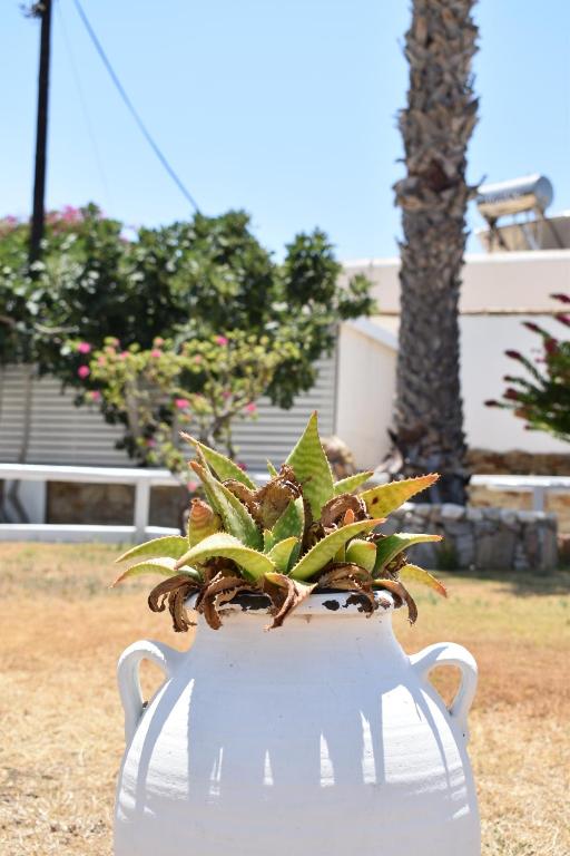a white vase with a plant in it at Hotel Aegeon in Mylopotas