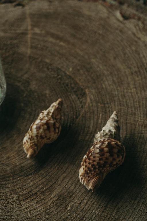 two seashells sitting on top of a wooden table at Santa Barbara Eco-Beach Resort in Ribeira Grande