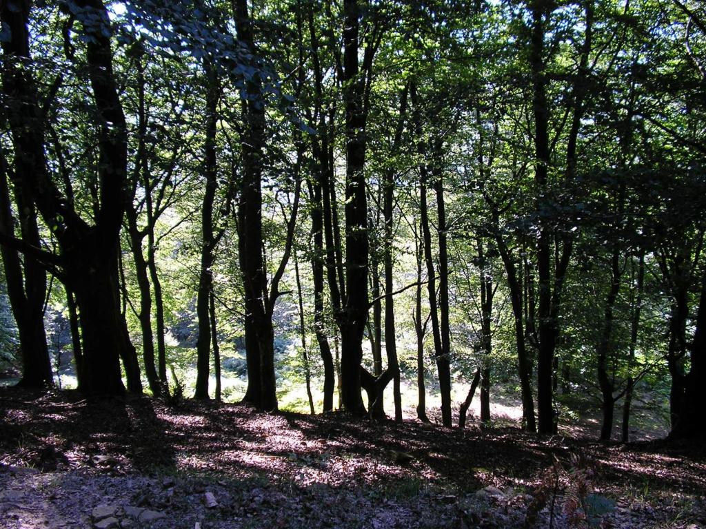 Príroda v okolí dovolenkového domu